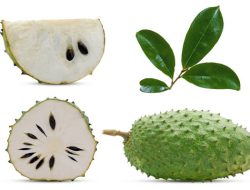 Optimasi dan Evaluasi Stabilitas Gel Ekstrak Daun Sirsak sebagai Agen Antibakteri