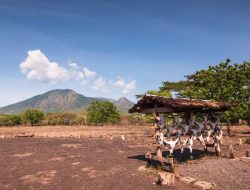Harga Tiket Masuk Taman Nasional Baluran 2025
